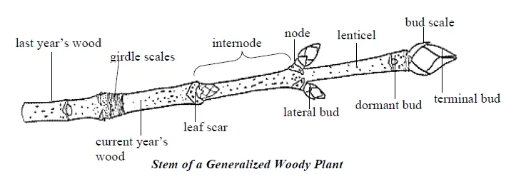 Stem of a generalized woody plant