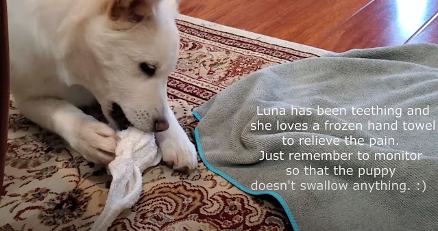 Jindo La Luna Teething