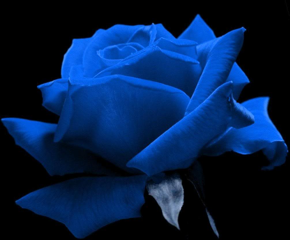 types of flowers blue Black and Blue Roses | 1006 x 833