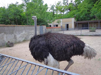 Страус Одеса зоопарк одесса