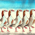 Egyptian Goose Watercolour
