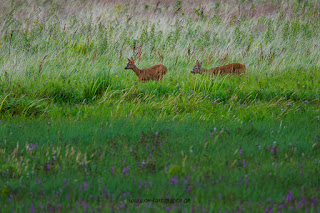 Wildlifefotografie Lippeaue Rehwild Brunft Blattzeit Olaf Kerber