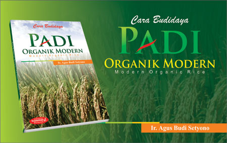 CARA BUDIDAYA PADI ORGANIK MODERN  MODERN ORGANIC RICE