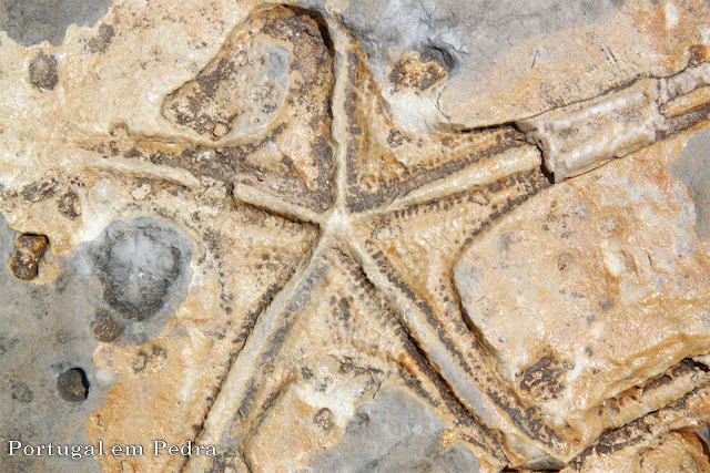 asteroidea - Praia Jurassica Sao Bento