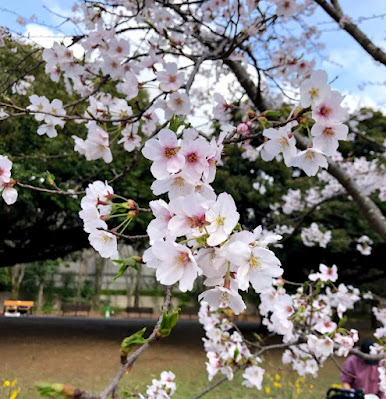 府中の森公園　桜