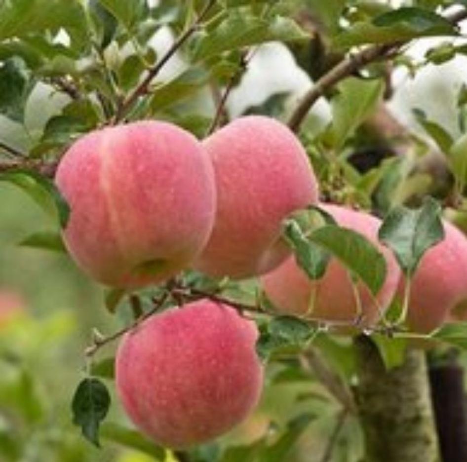 bibit apel fuji import hasil ukulasi cepat berbuah batang Ambon