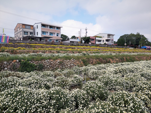 苗栗銅鑼杭菊11月雪，邱家古厝拍杭菊火車，菊祥如芋杭菊芋頭節