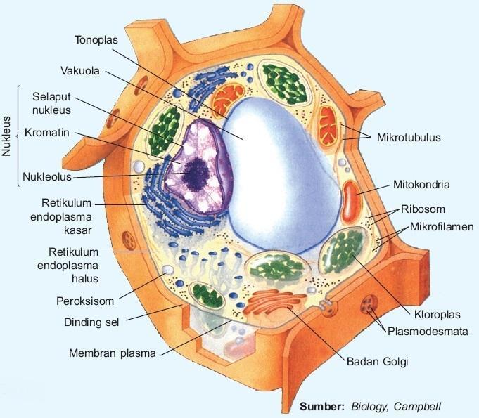  Sel  Tumbuhan  Biologi SMP Kelas 7 8 dan  9 Amazing 