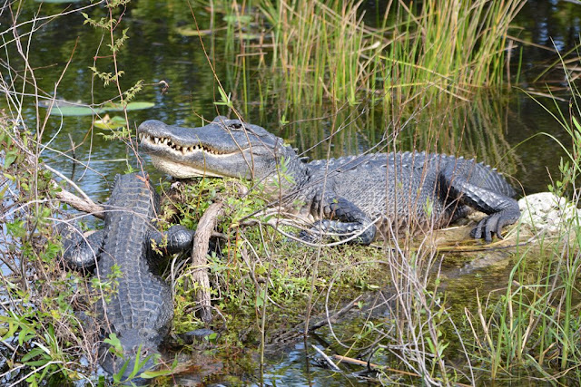 Palm Tree Everglades alligator