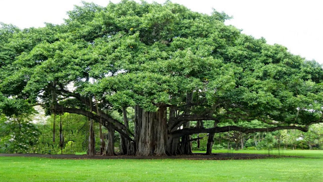 Великий баньян - дерево-лес