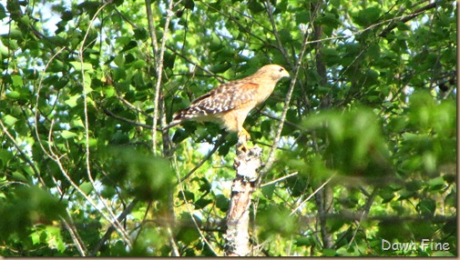 yard birding_020