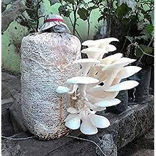 Mushroom Spawn Supplier in Ratnagiri