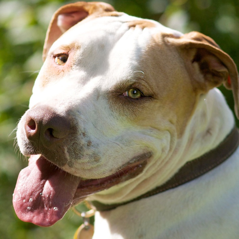 and American Bulldog mix, american bulldog cross. and American Bulldog mix,
