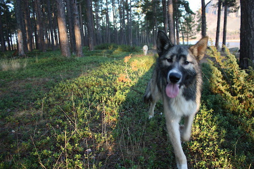 Everest, always photogenic.