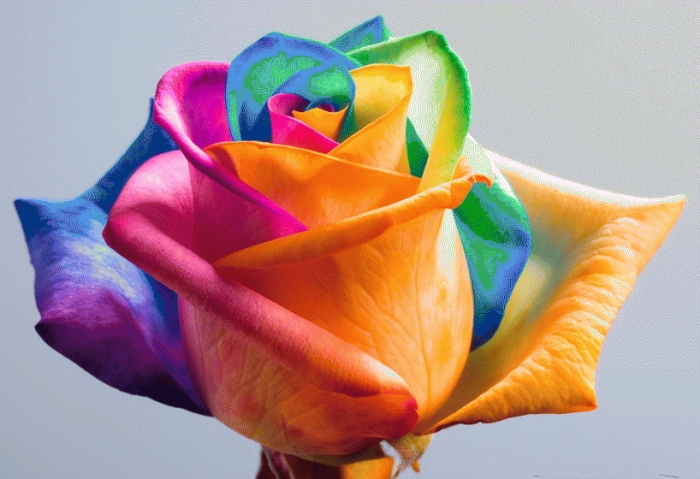Benih Bibit Mawar Warna Pelangi (Rainbow Rose)