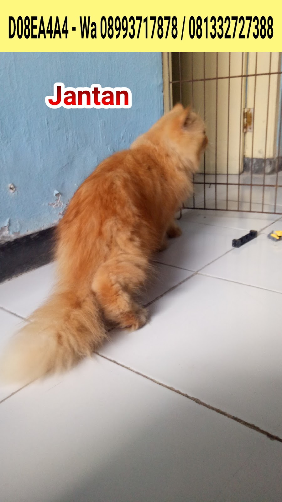 Hamster Dan Kucing Persia Murah Surabaya