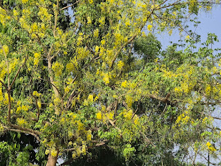 Amaltas in full bloom