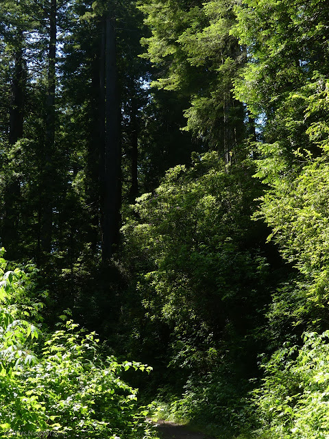 bushes 30 feet high and trees 200 feet high