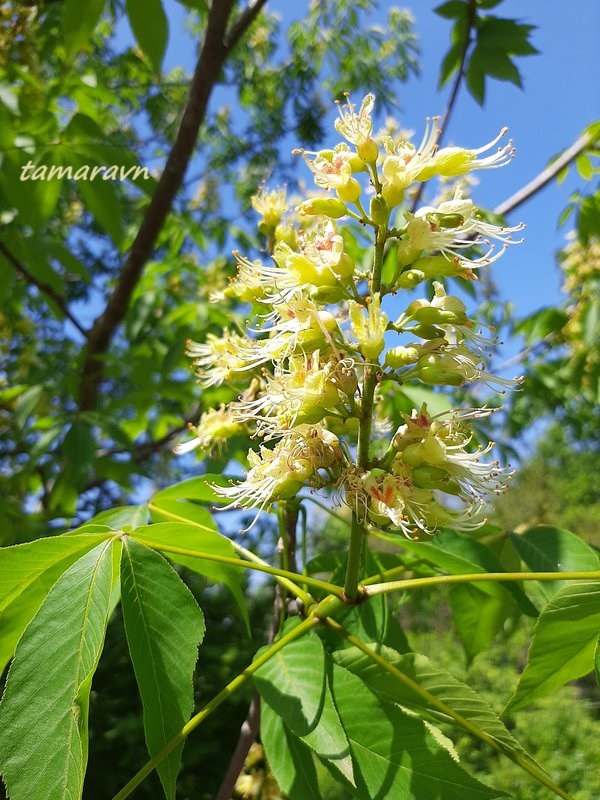 Конский каштан голый / Конский каштан гладкий (Aesculus glabra)