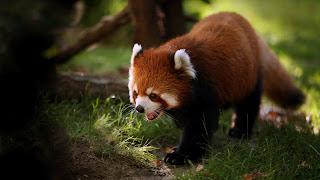 Red Panda On Forest Wallpaper