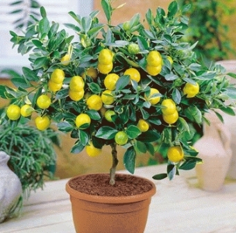 bonsai buah
