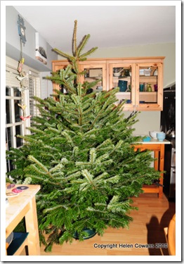 tree1