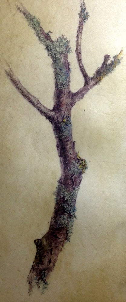 Branch with Lichens, watercolour painting on vellum