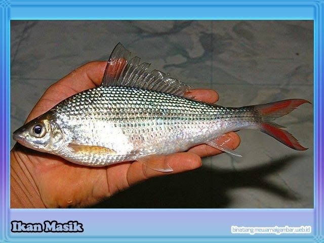  Nama  Nama  Ikan  Air  Tawar  Terlengkap dari A Z Info 