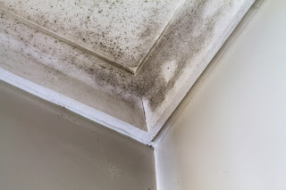 Mold in the corner of a ceiling