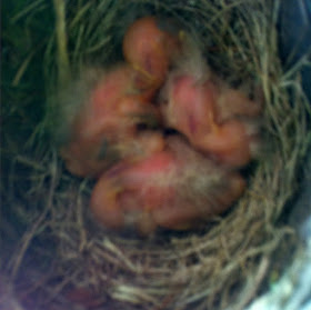 baby robins