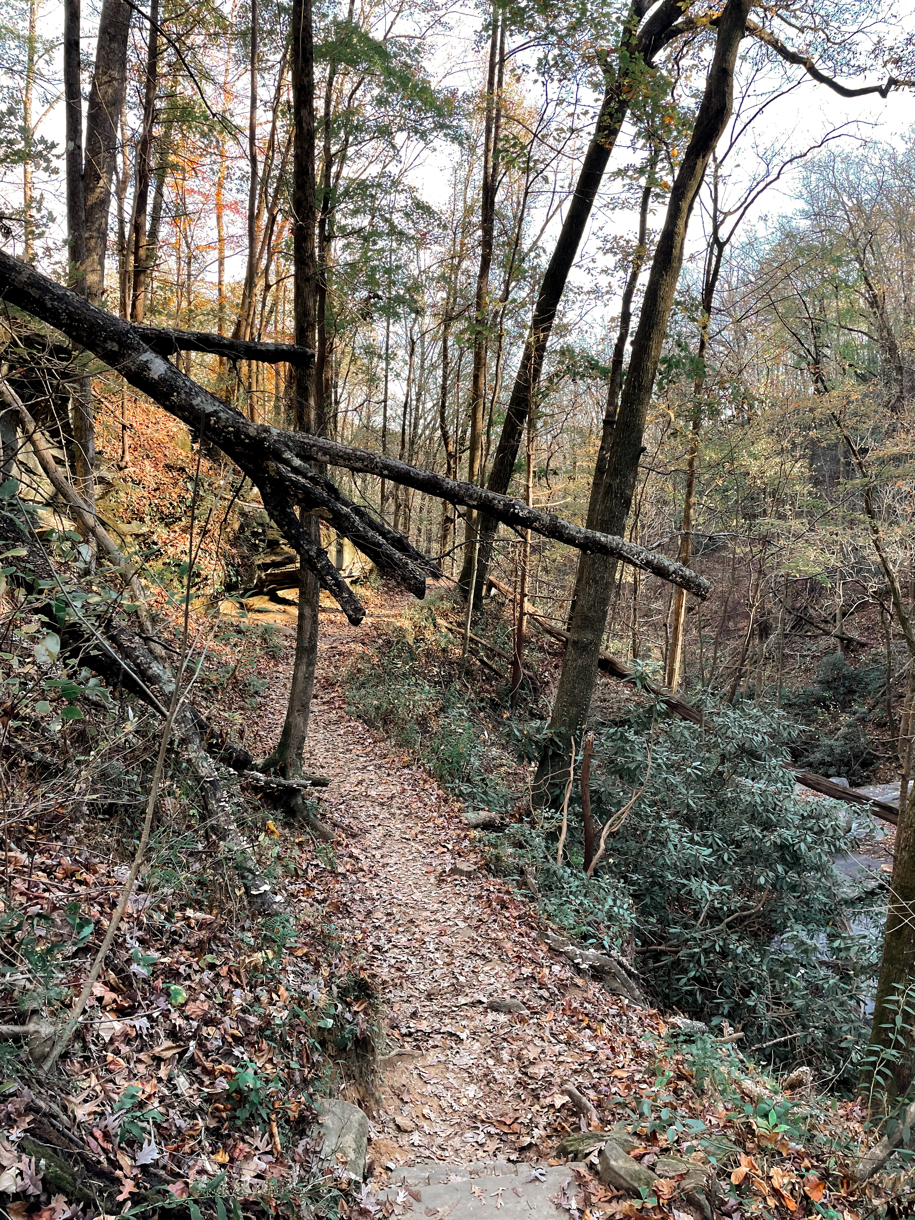 Carrick Creek Trail