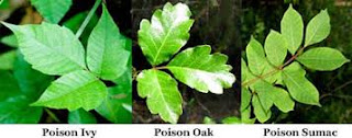 Poisonous plants you might encounter on a hike