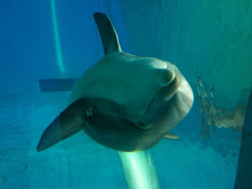 funny animals of the week, cute dolphin