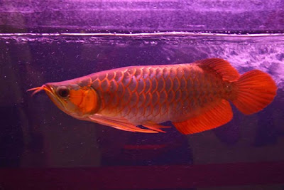 Arowana - The Red Dragon Fish Seen On www.coolpicturegallery.net