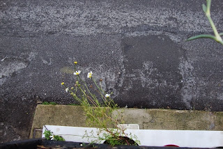 Daisies in the balcony