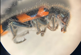 clerid beetle in side view
