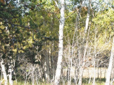 aspen trunks