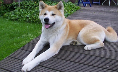 Japanese Akita Inu Dog Images