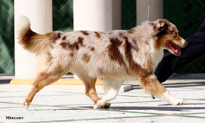 australian shepherd red merle