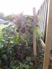Garden Fresh Green Peppers