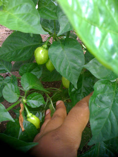 Habanero peppers growing in my organic vegetable garden