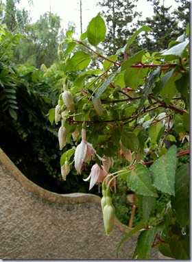 DSCN4029