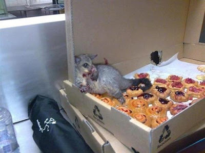 possum eating pastries