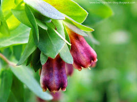 cerinthe flowers in the color of the year