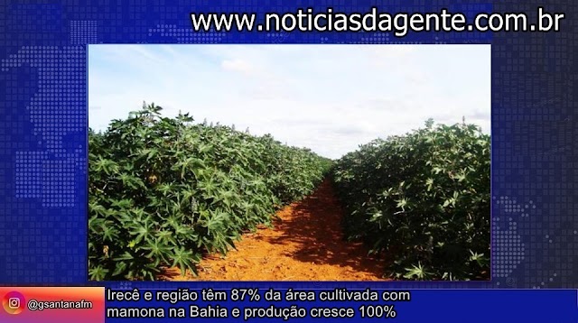 Irecê e região têm 87% da área cultivada com mamona na Bahia e produção cresce 100%