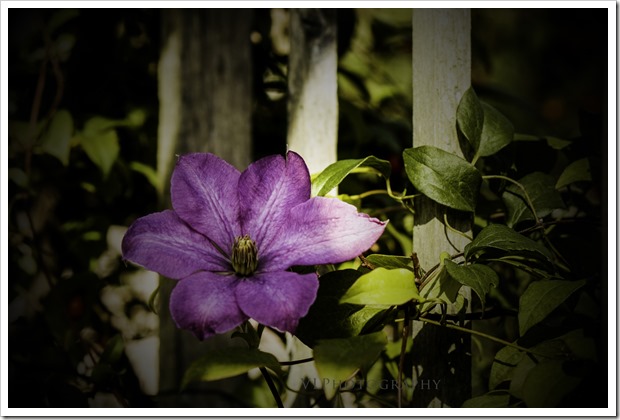 Pink Clematis with logo