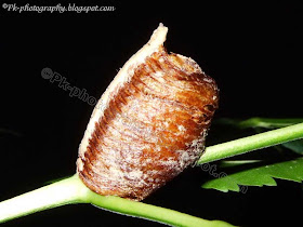 Praying Mantis Egg