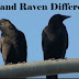 What is the difference between Raven and Crow