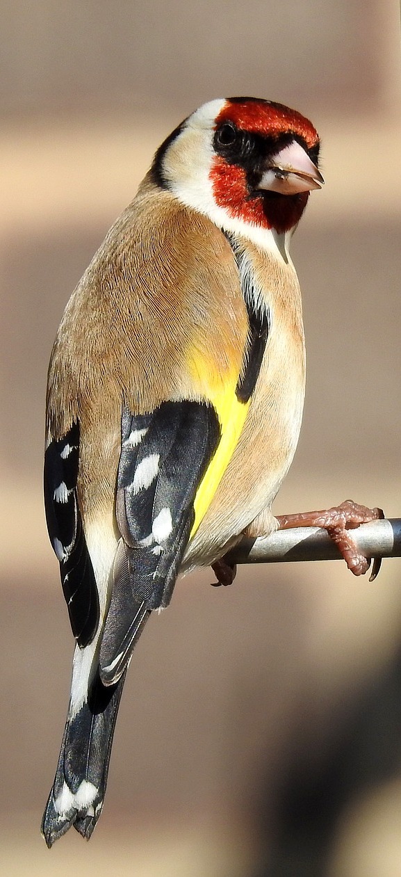 A beautiful goldfinch.