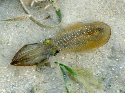 Bigfin Reef Squid (Sepioteuthis sp.)